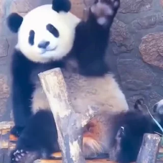 🐼