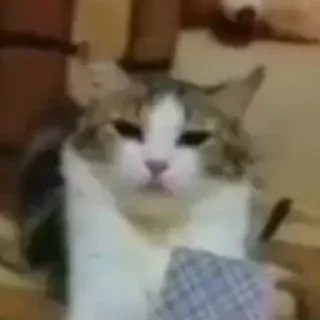 🃏