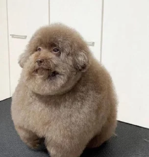 🌟