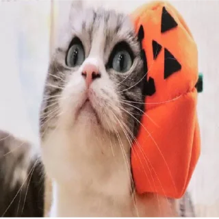 🤪