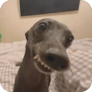 итальянская борзая🐶