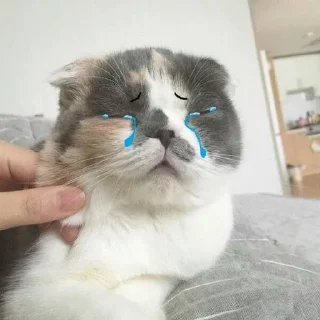 🐱