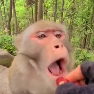 🐵
