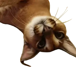 🤪