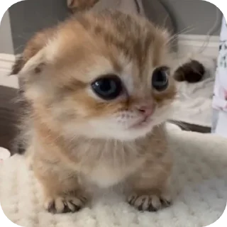 🐱
