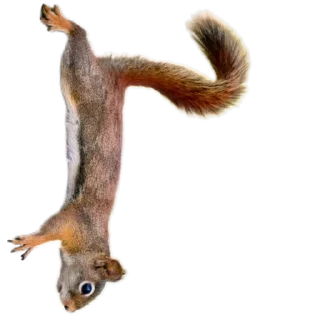 🐿️