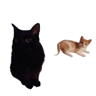 👥