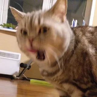 🤪