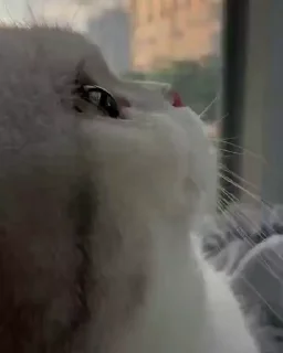 😺