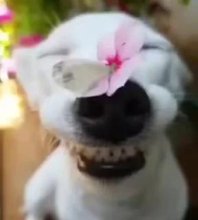 🌺
