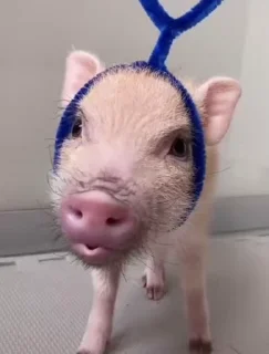 🐷