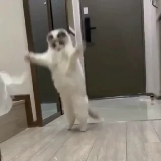 🤩