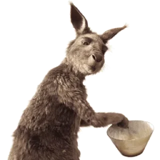 Kangaroo @stickerstgrm