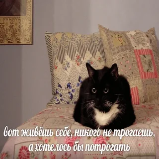 😼