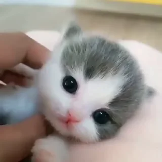🥺
