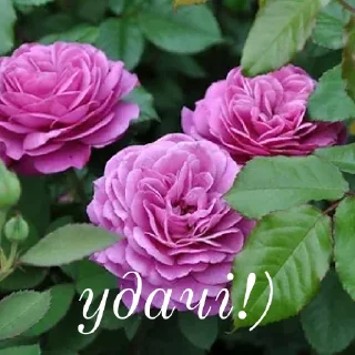 💕