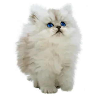 🐈