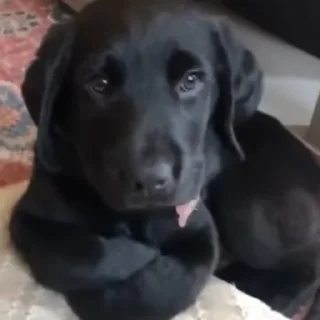 🐶