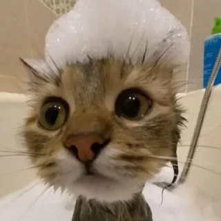 🐱