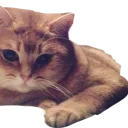 🐱
