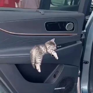 🐈