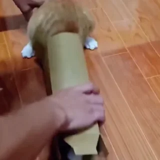 🐈