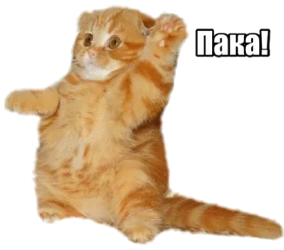 😼