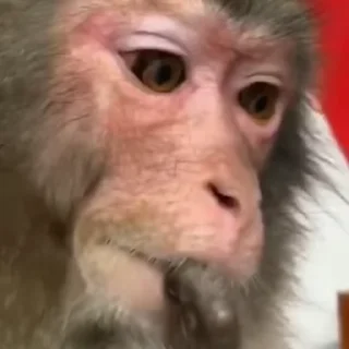 🐵