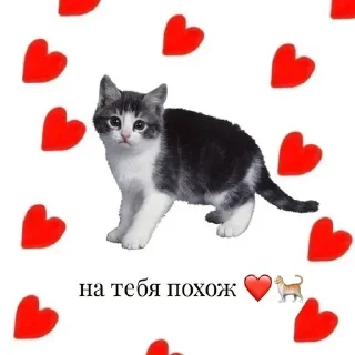 🐈‍⬛
