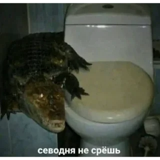 🚽