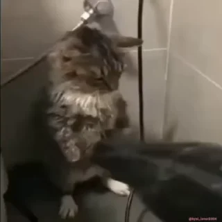 😡
