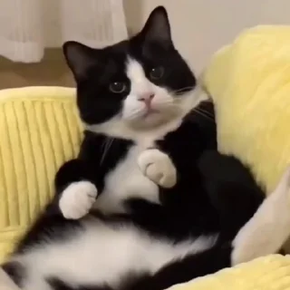🐈