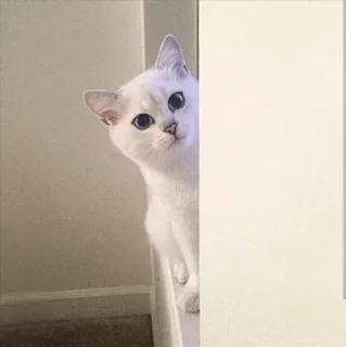 💙