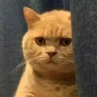 😶