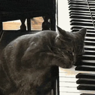 🐱