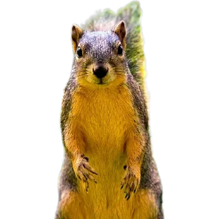 🐿️