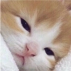 shoegnom