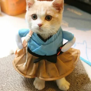 😺