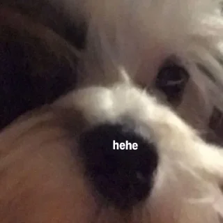😼