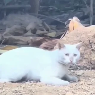 🤩