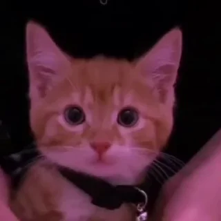 🩷