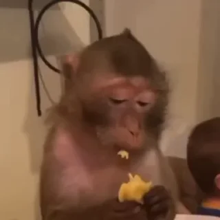 🌽