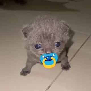 🐾