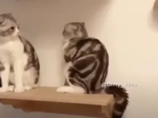 😺