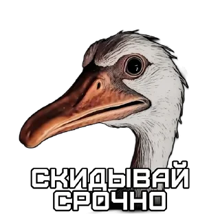 🦢