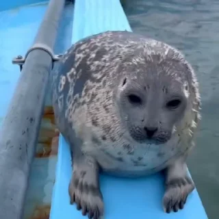 🦭