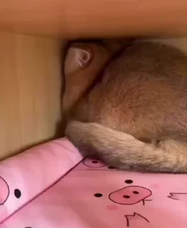 🌟
