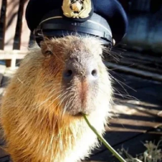 👮