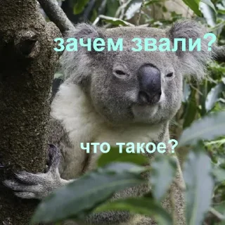 🐨