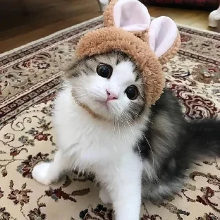 😸